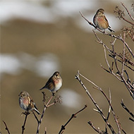 maschi, Lessinia (VR), 30.12.2009
