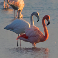adulto con fenicotteri, Porto Levante (RO), 29.10.2016