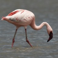 adulto (con fenicottero), giugno