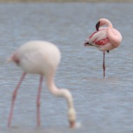 adulto (con fenicottero), giugno