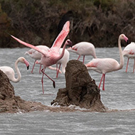 adulto con fenicotteri, aprile