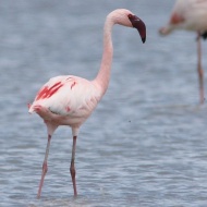 adulto con fenicottero, giugno