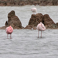 adulto con fenicotteri, aprile