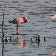 adulto con fenicottero, maggio