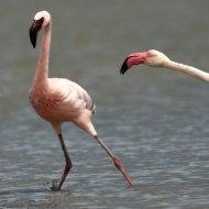 adulto con fenicottero, giugno