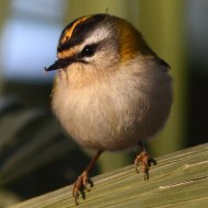 adulto, Favaro Veneto (VE), 17.01.2016