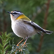 adulto, Verona, 25.12.2016