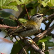 adulto, Bibione (VE), 10.04.2015