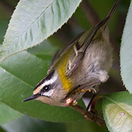adulto, Verona, 28.09.2013