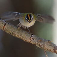 adulto, Monte Grappa (TV), 30.03.2019