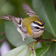 adulto, Verona, 28.09.2013