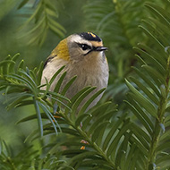 adulto, Verona, 9.11.2017