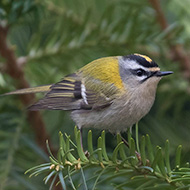 adulto, Verona, 1.01.2019