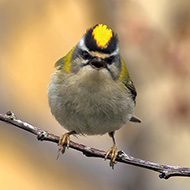 adulto, Caprino Veronese (VR), 9.04.2006