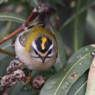 adulto, Peschiera del Garda (VR), 23.01.2010