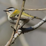 adulto, Valle Vecchia (VE), 19.03.2013