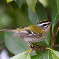 adulto, Verona, 28.09.2013