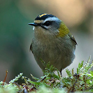 adulto, Verona, 18.01.2015