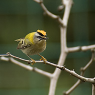 maschio, Verona, 26.01.2007