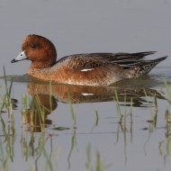 maschio in eclisse, settembre