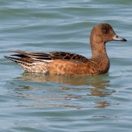 Lago di Garda (VR), 19.10.2008
