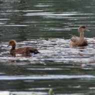 femmina con pulli, giugno