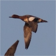 adulti, Valle Grassab� (VE), 30.10.2010