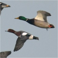 coppia in volo con alzavola e germano reale, Valle Ripiego (RO), 8.12.2007