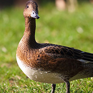 Lago di Garda (VR), 19.10.2008