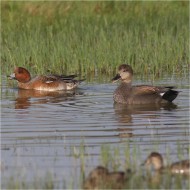 fischione (a sn) con canapiglia, settembre