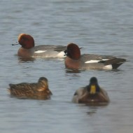 maschi con germani reali, Valle Ripiego, 8.12.2007