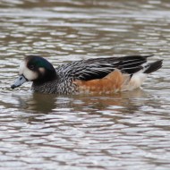 maschio, Mestre (VE), 13.03.2013