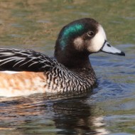 maschio, Mestre (VE), 13.03.2013