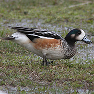 maschio, Mestre (VE), 13.03.2013
