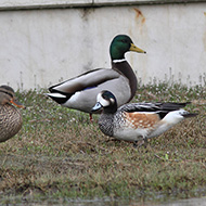 maschio con germani reali, Mestre (VE), 13.03.2013