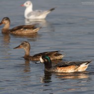 maschio con germani reali, Mestre (VE), 9.07.2013