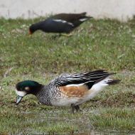 maschio con gallinella d'acqua, Mestre (VE), 13.03.2013