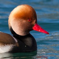 maschio, Lago di Garda (VR), 9.12.2012