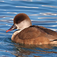 femmina, Lago di Garda (VR), 21.02.2010