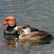coppia, Lago di Garda (VR), 21.02.2010