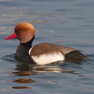 maschio, Lago di Garda (VR)