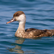 probabile giovane, Lago di Garda (VR), 12.09.2015