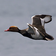 maschio in volo, Lago di Garda (VR), 26.05.2018