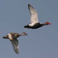 adulti in volo a Valle Vecchia (VE), 13.04.2009