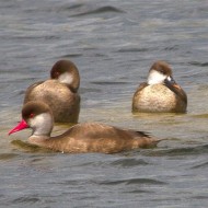 maschi in eclissi e femmine, Lago di Garda (VR), 18.08.2014