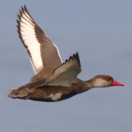 maschio in eclissi e femmine in volo, Lago di Garda (VR)