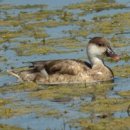 femmina con pullo, maggio