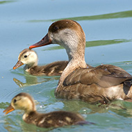 femmina con pulli, maggio