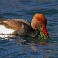 maschio, Lago di Garda (VR), 9.12.2012