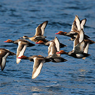 gruppo in volo, Malcesine (VR), 7.03.2015